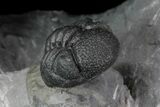 Spine-On-Spine Koneprusia Trilobite - Very Special Prep! #77599-5